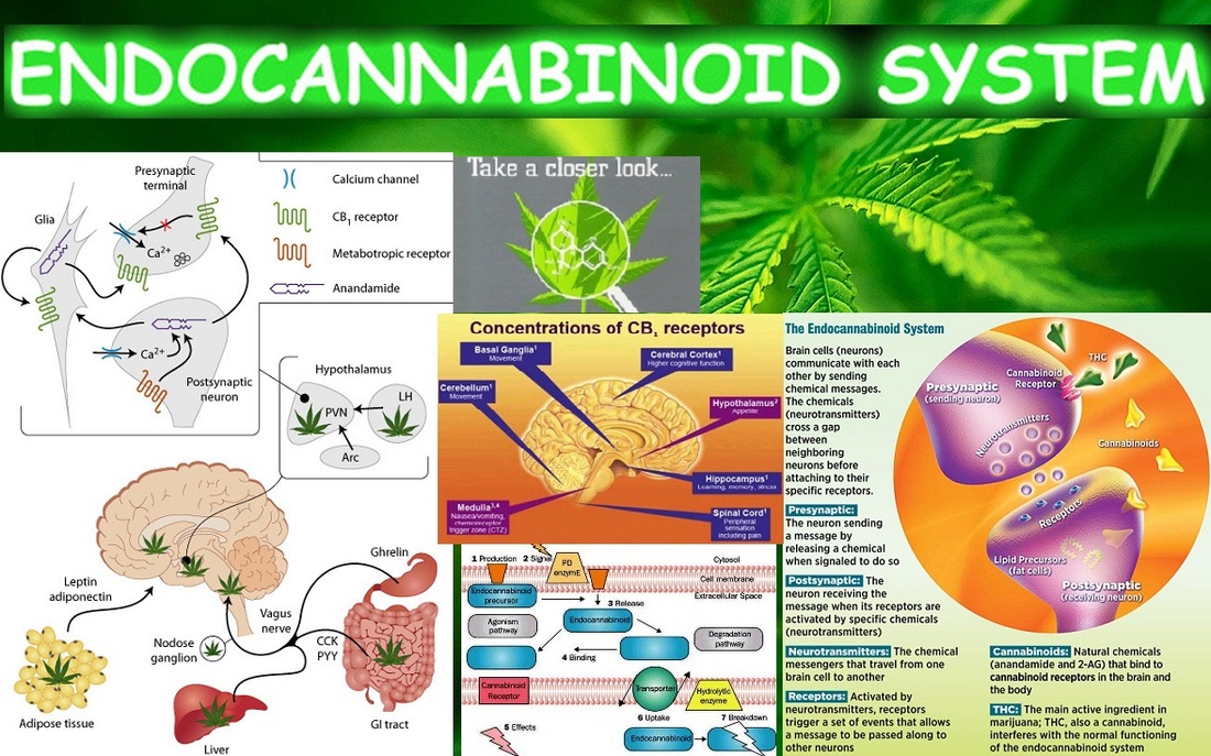 What is anandamide and how does it help marijuana users? - CannaConnection